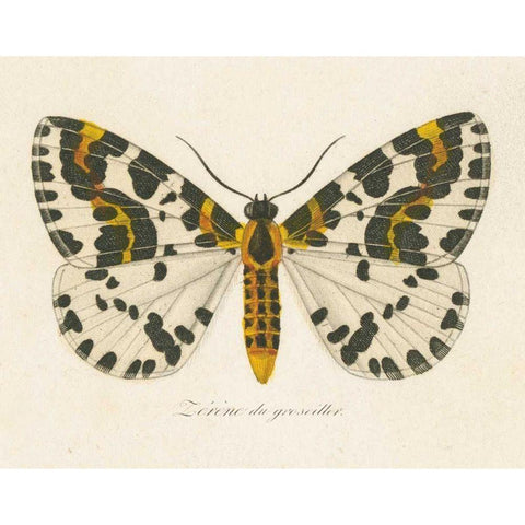 Natures Butterfly IV White Modern Wood Framed Art Print by Wild Apple Portfolio