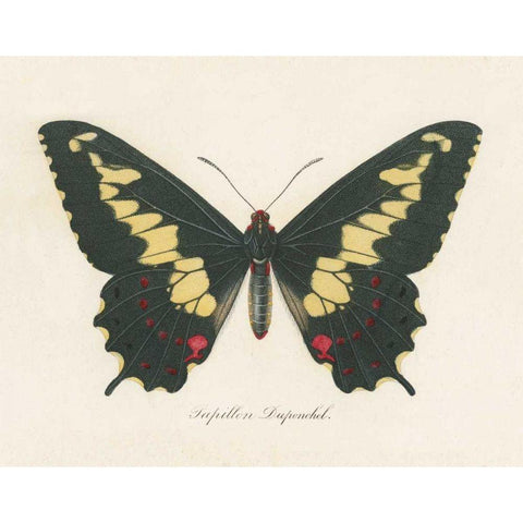 Natures Butterfly VI White Modern Wood Framed Art Print by Wild Apple Portfolio