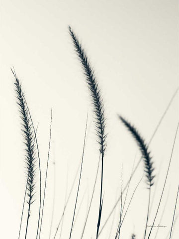 Field Grasses IV White Modern Wood Framed Art Print with Double Matting by Van Swearingen, Debra