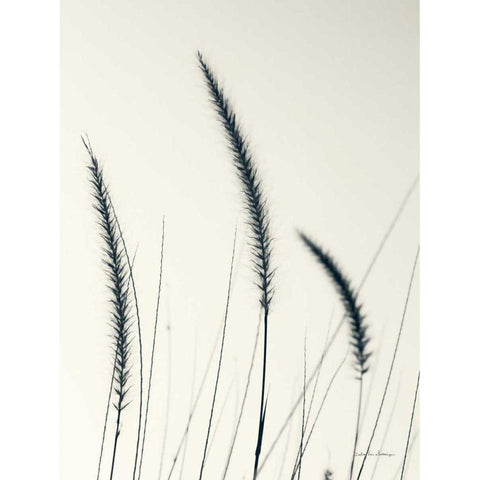 Field Grasses IV Black Modern Wood Framed Art Print with Double Matting by Van Swearingen, Debra