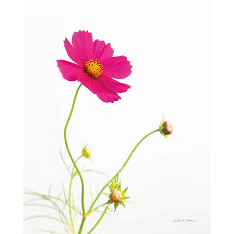 Magenta Cosmos I Gold Ornate Wood Framed Art Print with Double Matting by Van Swearingen, Debra