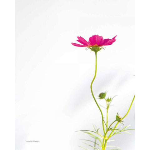 Magenta Cosmos II White Modern Wood Framed Art Print by Van Swearingen, Debra