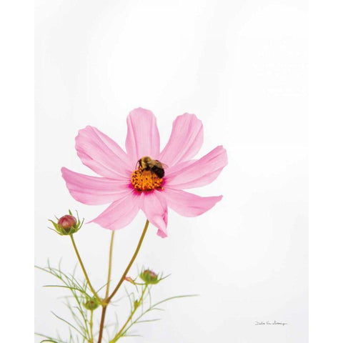 Pale Cosmos II Black Modern Wood Framed Art Print with Double Matting by Van Swearingen, Debra