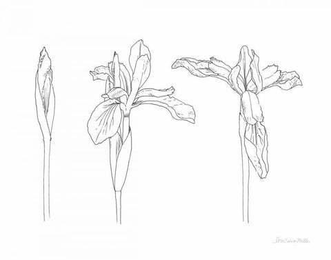 Sketched Iris White Modern Wood Framed Art Print with Double Matting by Miller, Sara Zieve