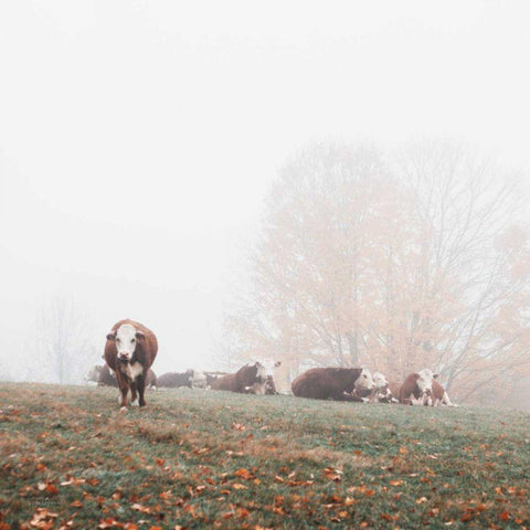 Misty Pasture White Modern Wood Framed Art Print with Double Matting by Marshall, Laura