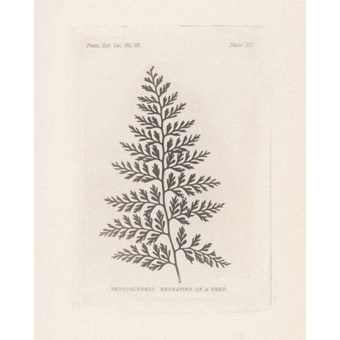 Fern Engraving White Modern Wood Framed Art Print by Wild Apple Portfolio