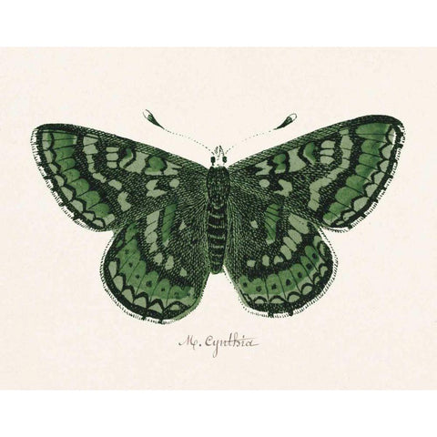 Antique Butterfly I Black Modern Wood Framed Art Print by Wild Apple Portfolio