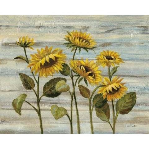 Cottage Sunflowers White Modern Wood Framed Art Print by Vassileva, Silvia