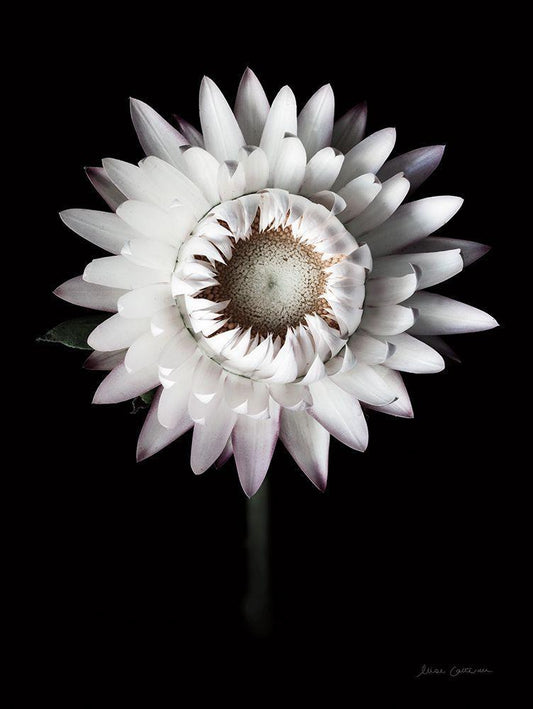 Image Only