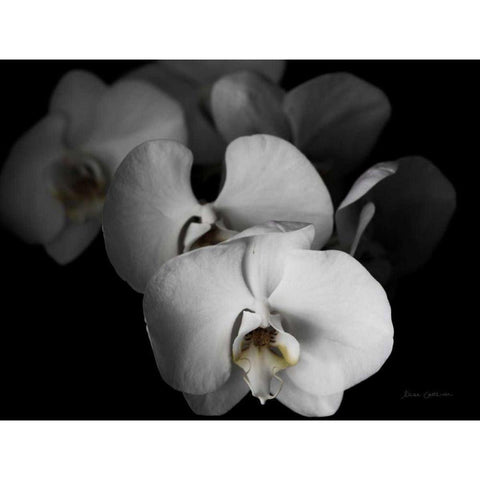 White Orchid I Black Modern Wood Framed Art Print with Double Matting by Catterall, Elise