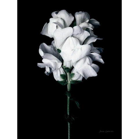 White Snapdragon Gold Ornate Wood Framed Art Print with Double Matting by Catterall, Elise