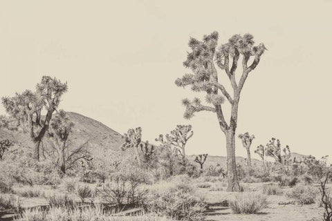 Joshua Tree II Neutral White Modern Wood Framed Art Print with Double Matting by Urquhart, Elizabeth