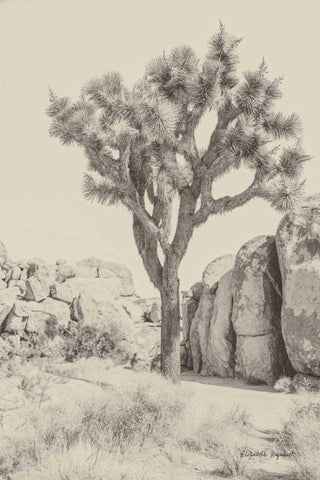 Joshua Tree IV Neutral White Modern Wood Framed Art Print with Double Matting by Urquhart, Elizabeth