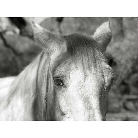 A Horse Called Snow Black Modern Wood Framed Art Print by Goldstein, Ed