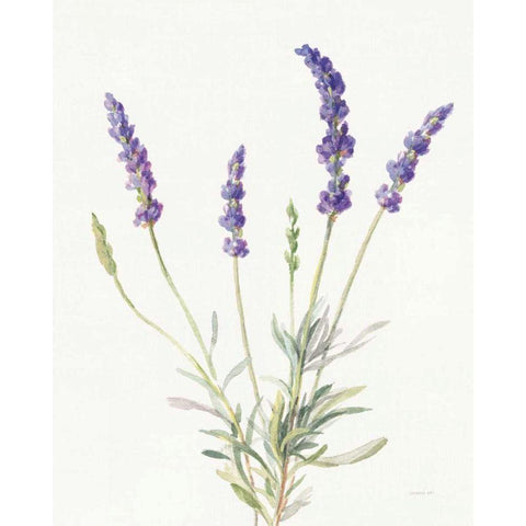 Floursack Lavender IV on Linen White Modern Wood Framed Art Print by Nai, Danhui