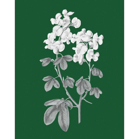 Green Botanical III White Modern Wood Framed Art Print by Wild Apple Portfolio