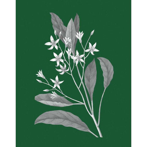 Green Botanical V White Modern Wood Framed Art Print by Wild Apple Portfolio