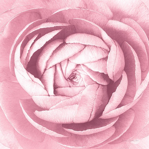 Pale Pink Ranunculus Crop White Modern Wood Framed Art Print with Double Matting by Catterall, Elise