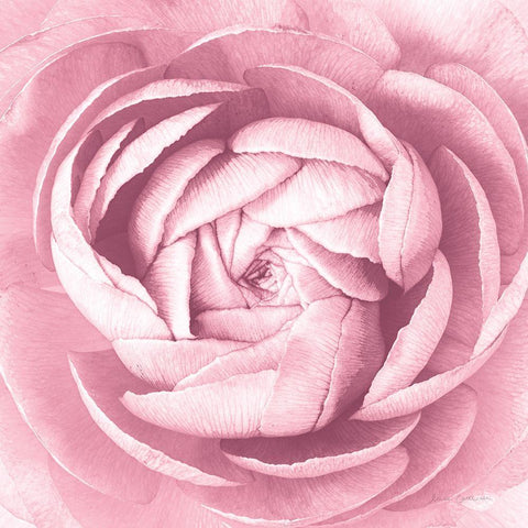 Pale Pink Ranunculus Crop Black Modern Wood Framed Art Print with Double Matting by Catterall, Elise