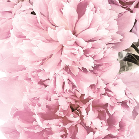 Pale Pink Peony Cluster Black Ornate Wood Framed Art Print with Double Matting by Catterall, Elise