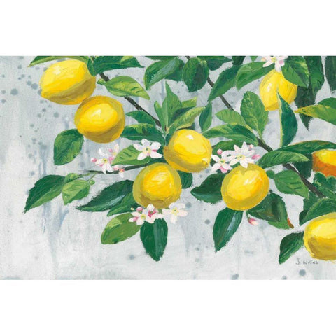 Zesty Lemons White Modern Wood Framed Art Print by Wiens, James