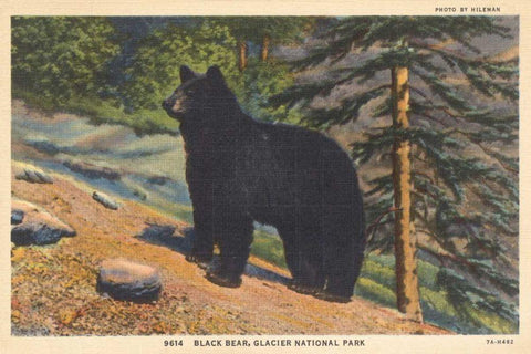 Black Bear I Crop Black Ornate Wood Framed Art Print with Double Matting by Wild Apple Portfolio