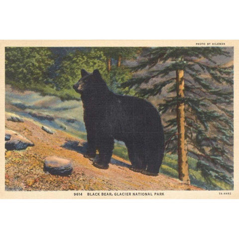 Black Bear I Crop White Modern Wood Framed Art Print by Wild Apple Portfolio