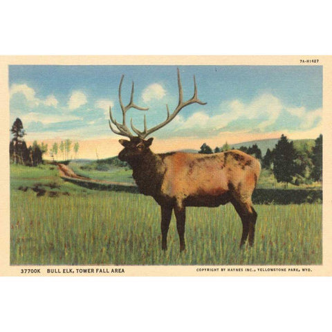 Elk I Crop Black Modern Wood Framed Art Print with Double Matting by Wild Apple Portfolio