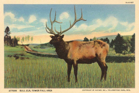 Elk I Crop White Modern Wood Framed Art Print with Double Matting by Wild Apple Portfolio