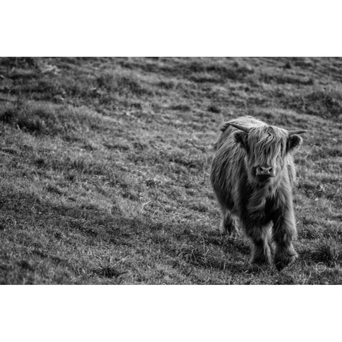 Highland Cow Calf in the Wind Black Modern Wood Framed Art Print by Larson, Nathan
