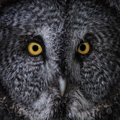 Great Grey Owl Gold Ornate Wood Framed Art Print with Double Matting by Larson, Nathan