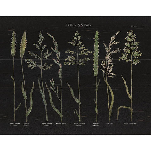 Herbal Botanical VII Black Wood Black Modern Wood Framed Art Print by Wild Apple Portfolio