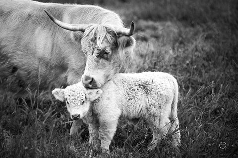 Cow Care White Modern Wood Framed Art Print with Double Matting by Larson, Nathan