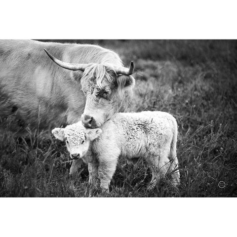 Cow Care Black Modern Wood Framed Art Print with Double Matting by Larson, Nathan