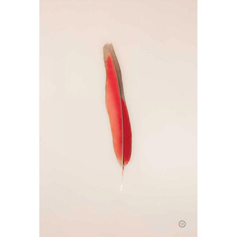 Floating Feathers II Black Modern Wood Framed Art Print by Larson, Nathan