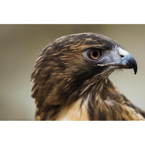 Red Tailed Hawk Profile White Modern Wood Framed Art Print by Larson, Nathan