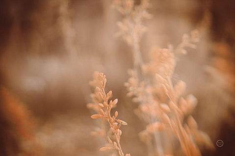 Texas Wild Black Ornate Wood Framed Art Print with Double Matting by Larson, Nathan