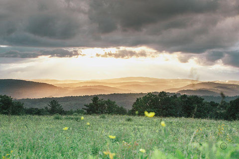 Laying in the Flowers Black Ornate Wood Framed Art Print with Double Matting by Larson, Nathan