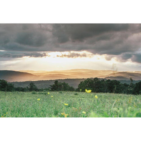 Laying in the Flowers Black Modern Wood Framed Art Print by Larson, Nathan