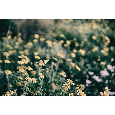 Field Friends Fade Black Modern Wood Framed Art Print by Larson, Nathan