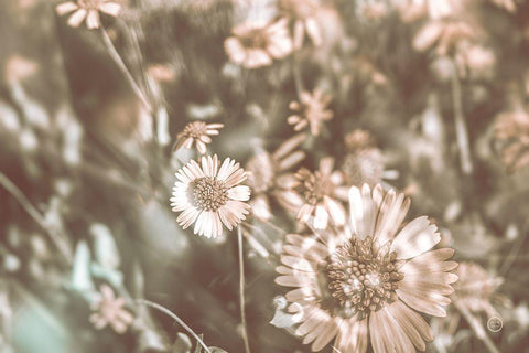 Flower Power White Modern Wood Framed Art Print with Double Matting by Larson, Nathan