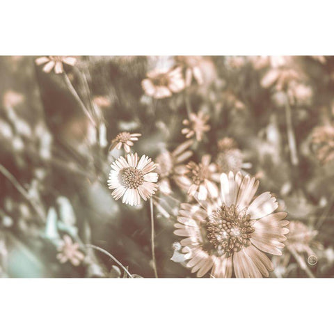 Flower Power White Modern Wood Framed Art Print by Larson, Nathan