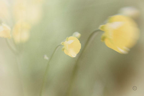 Field Trip White Modern Wood Framed Art Print with Double Matting by Larson, Nathan