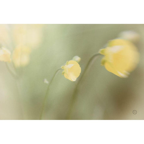 Field Trip White Modern Wood Framed Art Print by Larson, Nathan