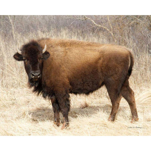 American Bison I White Modern Wood Framed Art Print by Van Swearingen, Debra