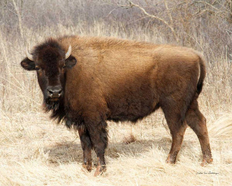 American Bison I Black Ornate Wood Framed Art Print with Double Matting by Van Swearingen, Debra