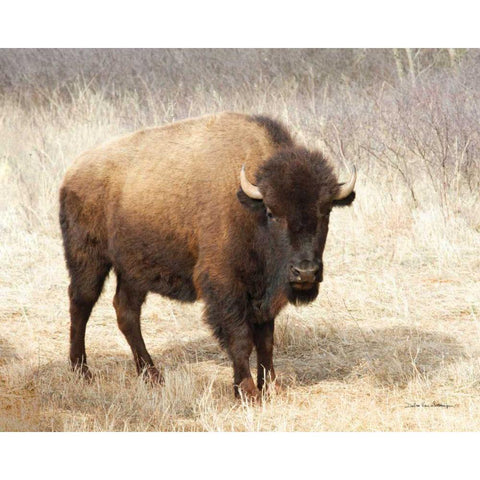 American Bison II Gold Ornate Wood Framed Art Print with Double Matting by Van Swearingen, Debra