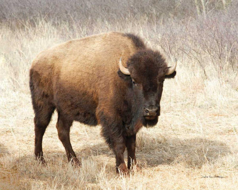 American Bison II Black Ornate Wood Framed Art Print with Double Matting by Van Swearingen, Debra