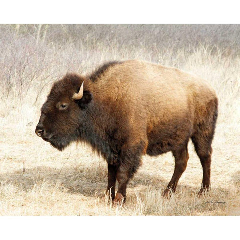 American Bison III White Modern Wood Framed Art Print by Van Swearingen, Debra