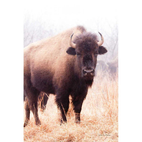 American Bison V Gold Ornate Wood Framed Art Print with Double Matting by Van Swearingen, Debra